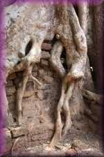 Wortels